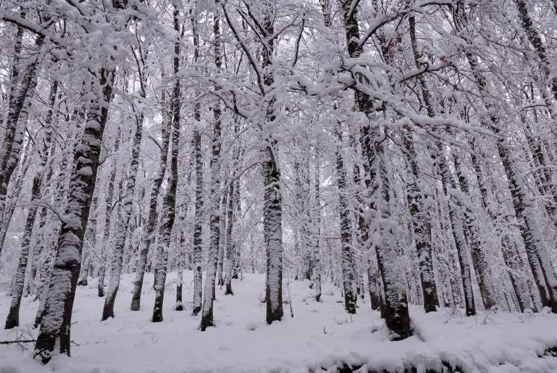 Nevicata nel bosco