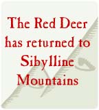 The Red Deer has returned to Sibylline Mountains