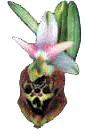 orchideaOK.gif (7383 byte)