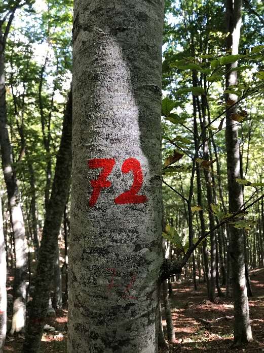 La numerazione riportata sul fusto degli alberi