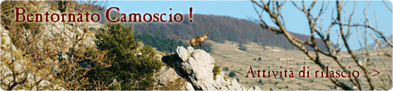 Bentornato camoscio