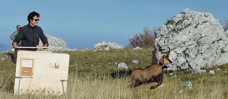 FOTO DEL RILASCIO DI UN CAMOSCIO APPENNINICO