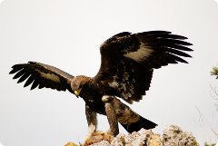 aquila reale