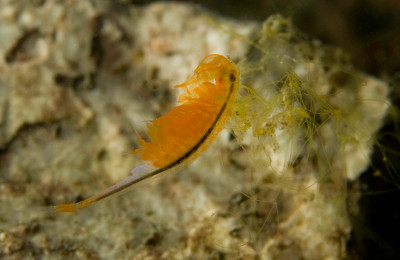 Chirocefalo del Marchesoni