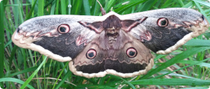 farfalla