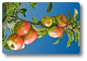 foto delle mele rosa