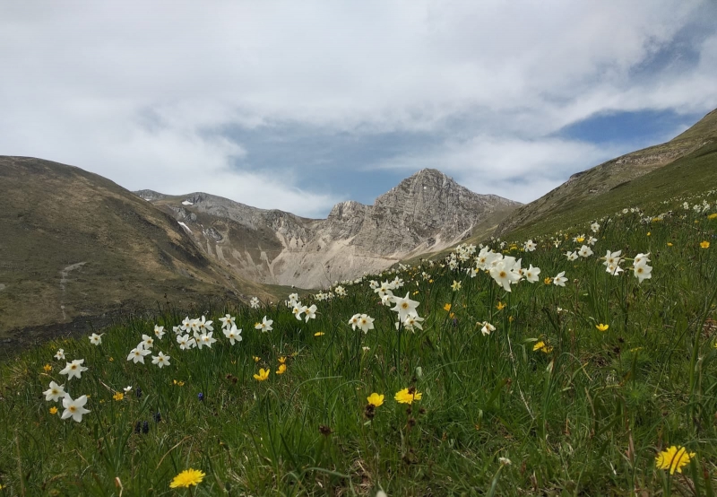 Borgofortino