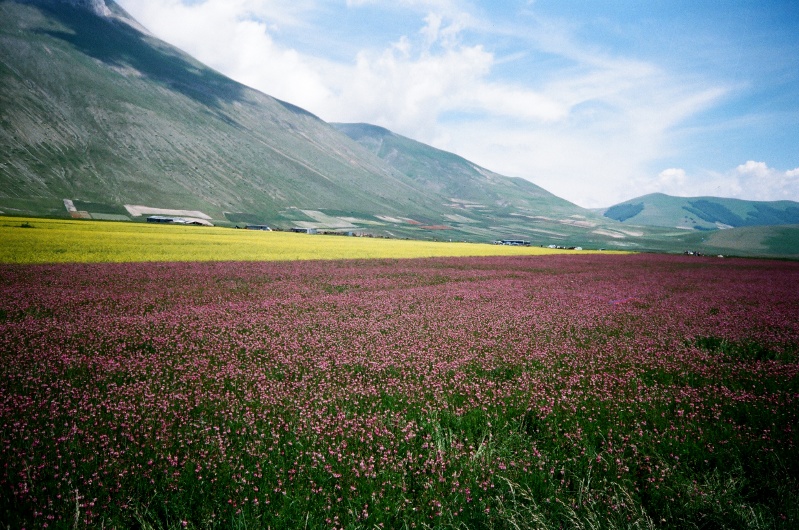 Castelluccio: la fioritura