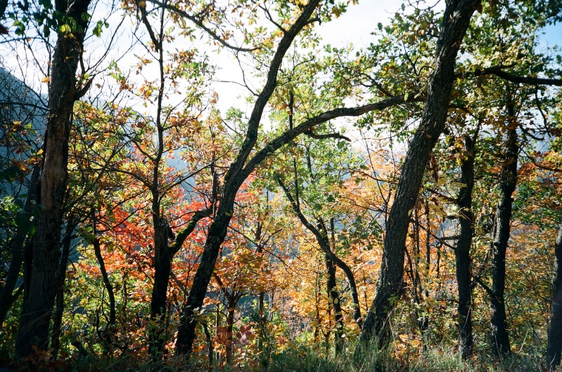 Croce di Monte Rotondo: nel bosco
