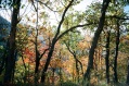 Croce di Monte Rotondo: nel bosco