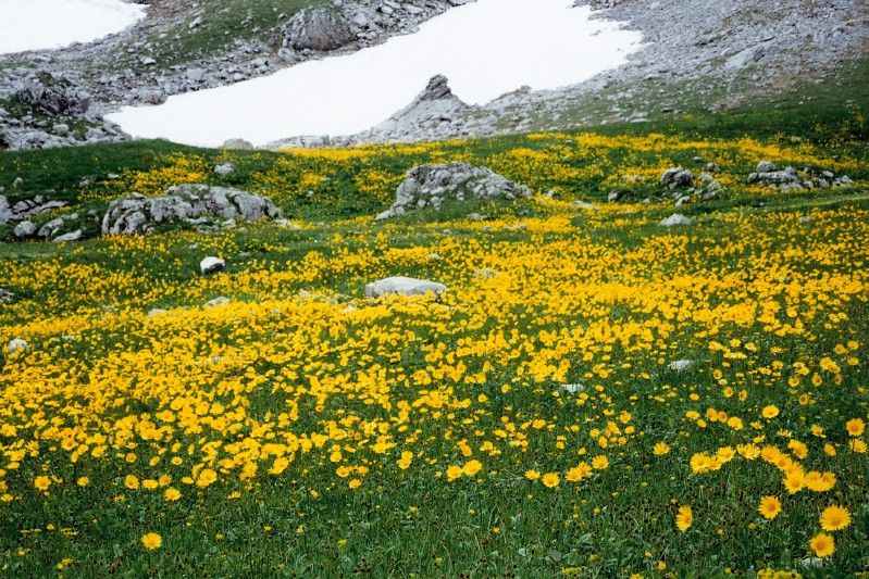 L'oro di maggio in un prato d'altura