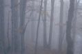 Nel bosco a novembre