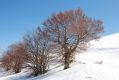Faggi d'inverno a Forca di Presta