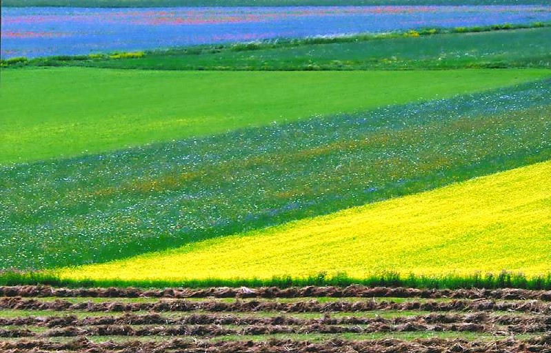 Fioritura