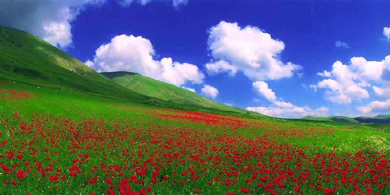 Fioritura