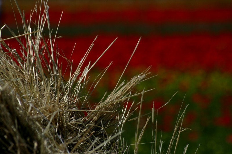 Spruzzi di colore