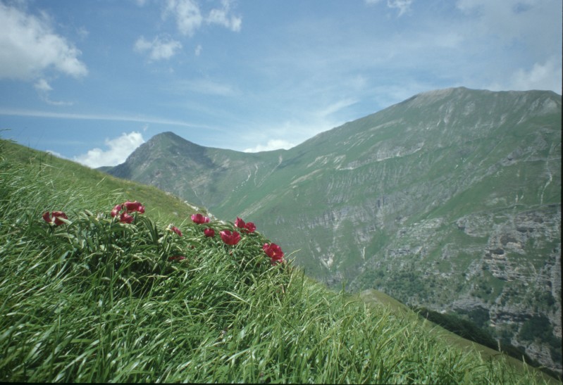 Peonie sullo sfondo del Pizzo Berroe Pizzo Regina