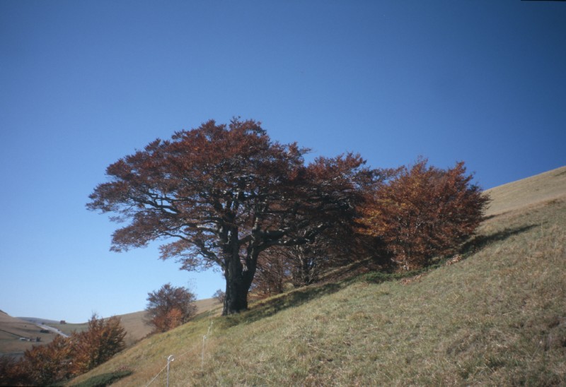 Il Grande faggio di Pizzo Meta; versione autunnale