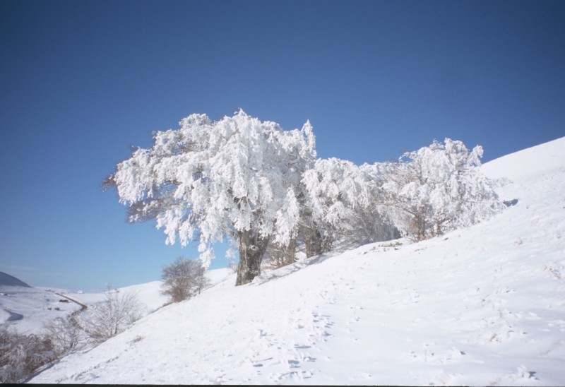 Il Grande faggio di Pizzo Meta; versione invernale