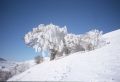 Il Grande faggio di Pizzo Meta; versione invernale