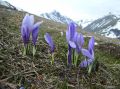 Crocus