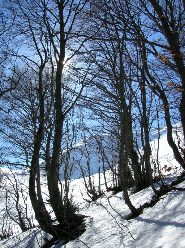 Intreccio di faggi