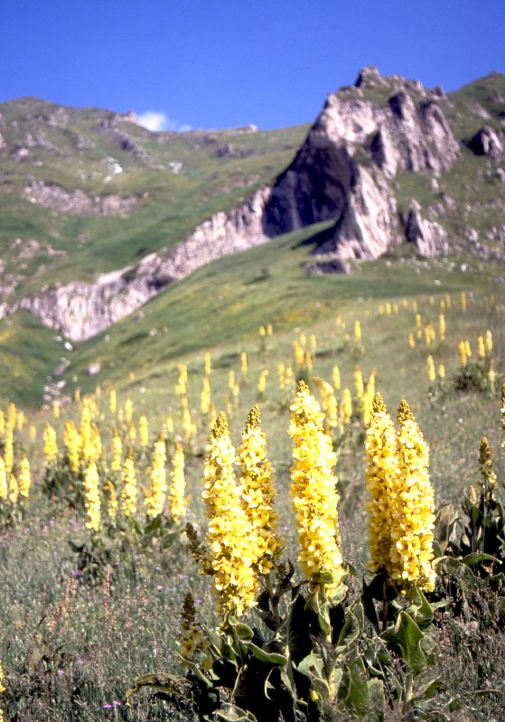 Fioritura