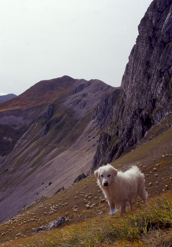 Pascolo Borghese