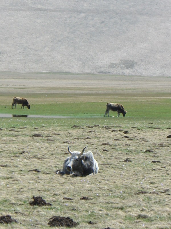 Piani di Castelluccio