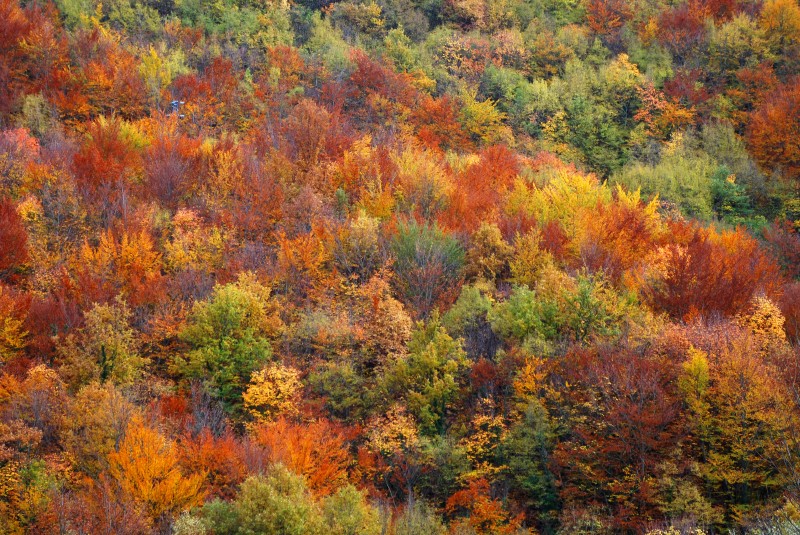 L'autunno ci avvolge con le sue mille sfumature