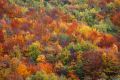 L'autunno ci avvolge con le sue mille sfumature