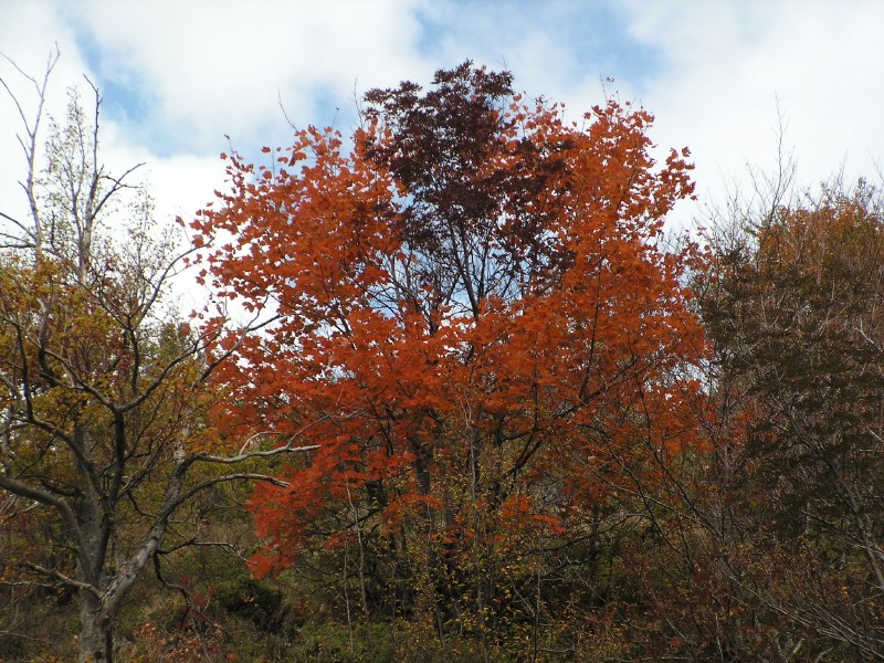 Albero rosso