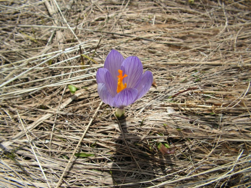 Fiore