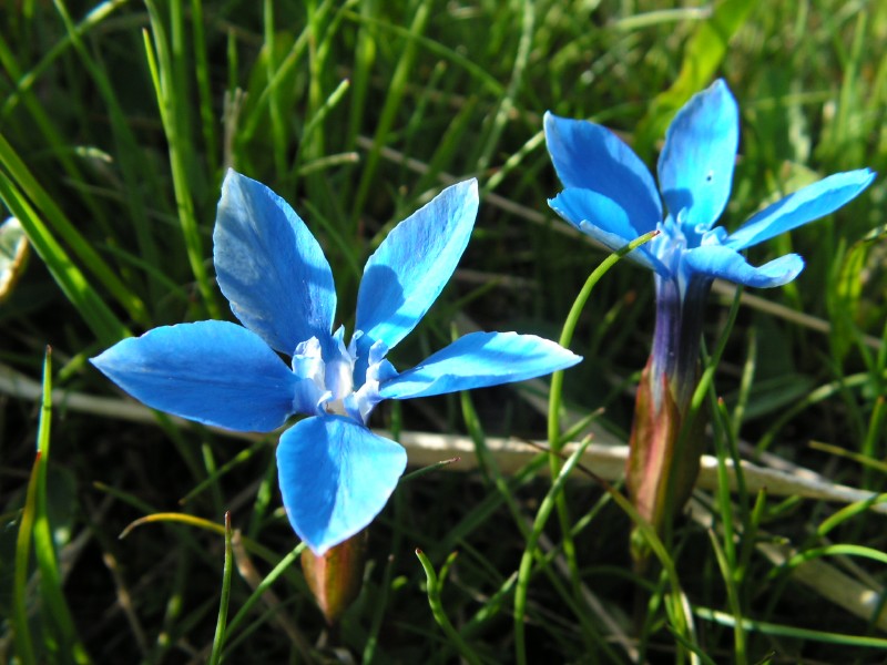 Fiore