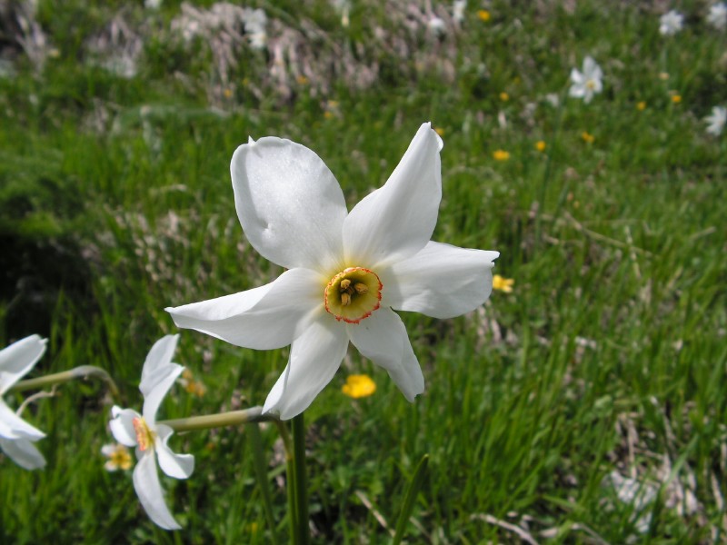 Fiore