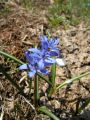 Fiore