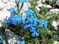 Fiore