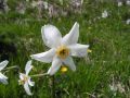 Fiore