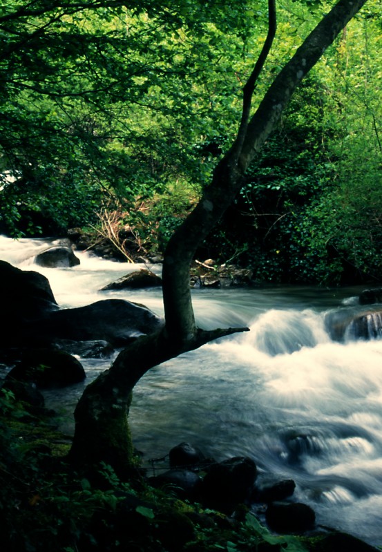 Torrente Ambro