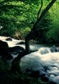 Torrente Ambro