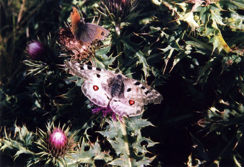 Farfalle a Monte Prata