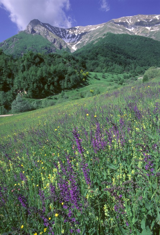 Montegallo (Colleluce)