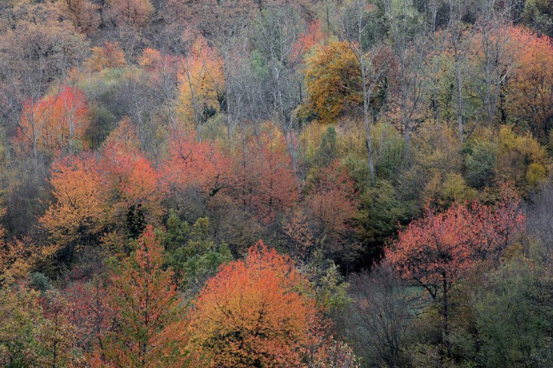Forca di Presta (Arquata)