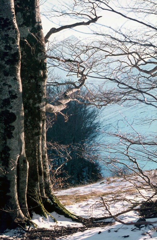 Fagus sylvatica, Balzo del Cancelliere