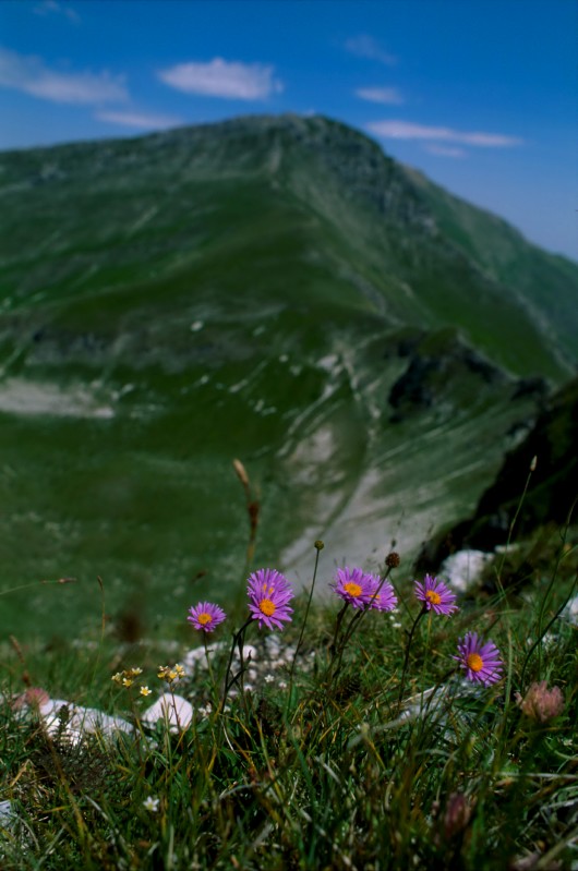 Aster alpinus, forcella della neve