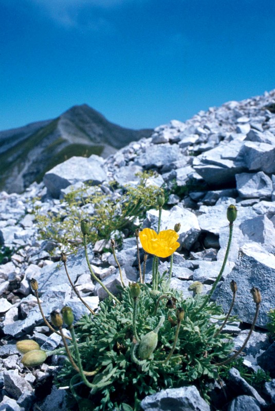 Papaver degeni
