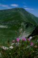 Aster alpinus, forcella della neve