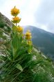Gentiana lutea