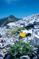 Papaver degeni