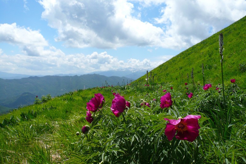 Peonie